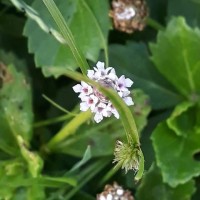 Phyla nodiflora var. nodiflora